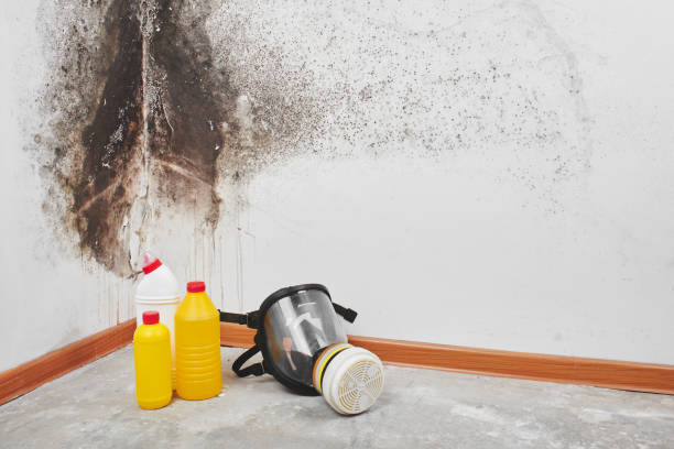 Best Fast Mold Removal  in Clinton, MD