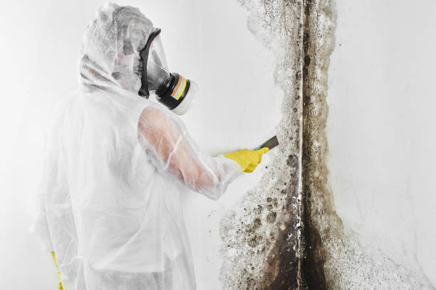 Best Mold Testing  in Clinton, MD