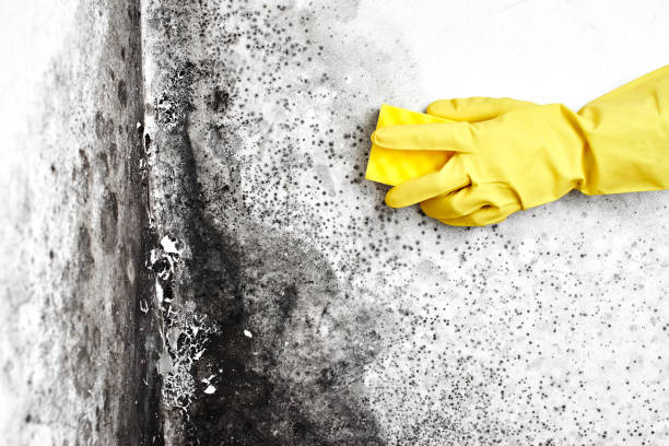 Best Mold Removal Process  in Clinton, MD