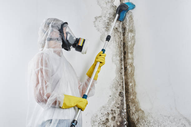 Best Emergency Mold Removal  in Clinton, MD