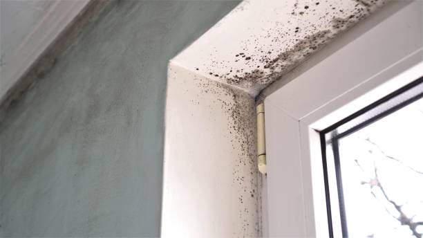 Best Black Mold Removal  in Clinton, MD