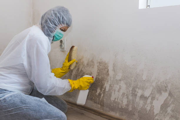 Best Residential Mold Removal  in Clinton, MD