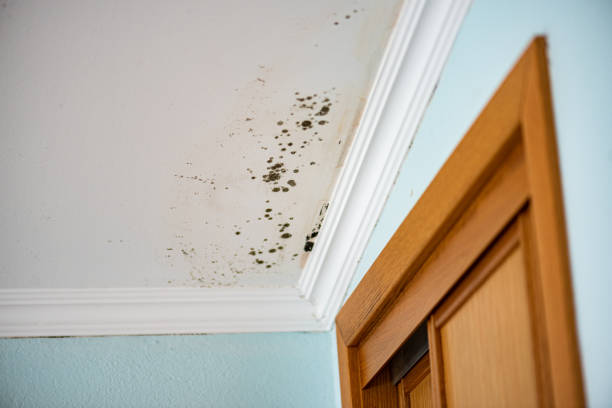 Best Same-Day Mold Removal  in Clinton, MD