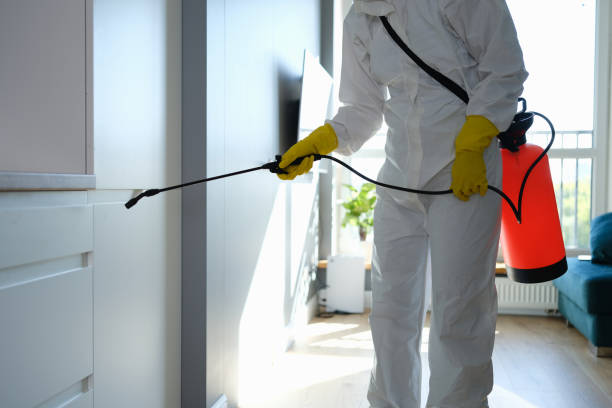 Best Black Mold Removal  in Clinton, MD