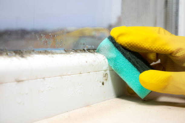 Best Toxic Mold Removal  in Clinton, MD