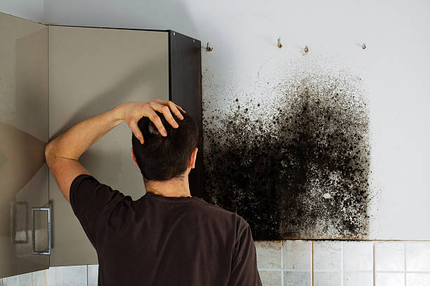 Best Professional Mold Removal  in Clinton, MD