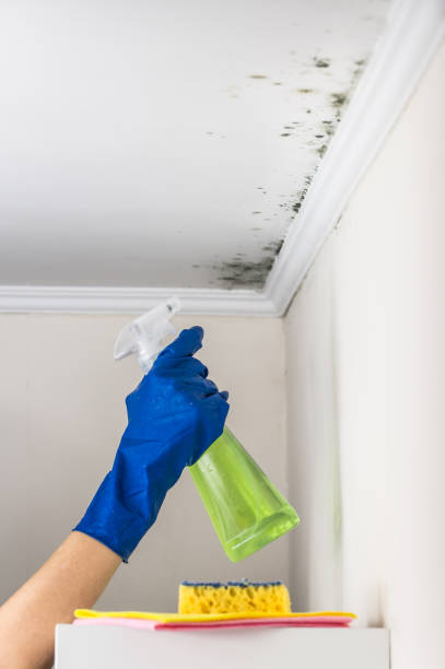 Best Mold Remediation Services  in Clinton, MD